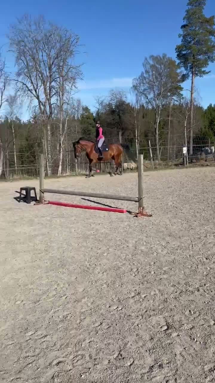Allround hästar sökes: Foderhäst - Video 1