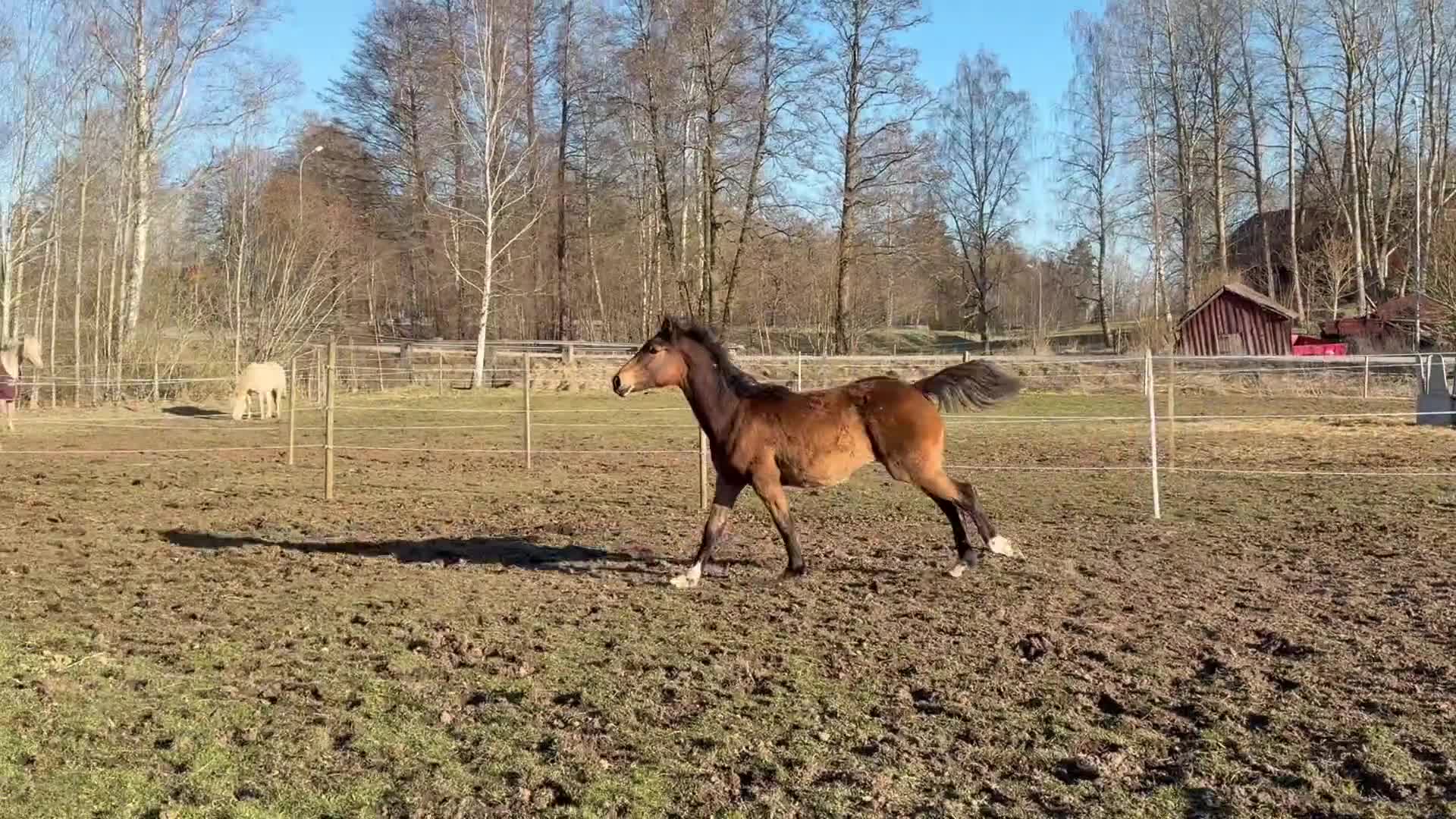 Allround hästar till salu: Sött sto blivande D - Video 2