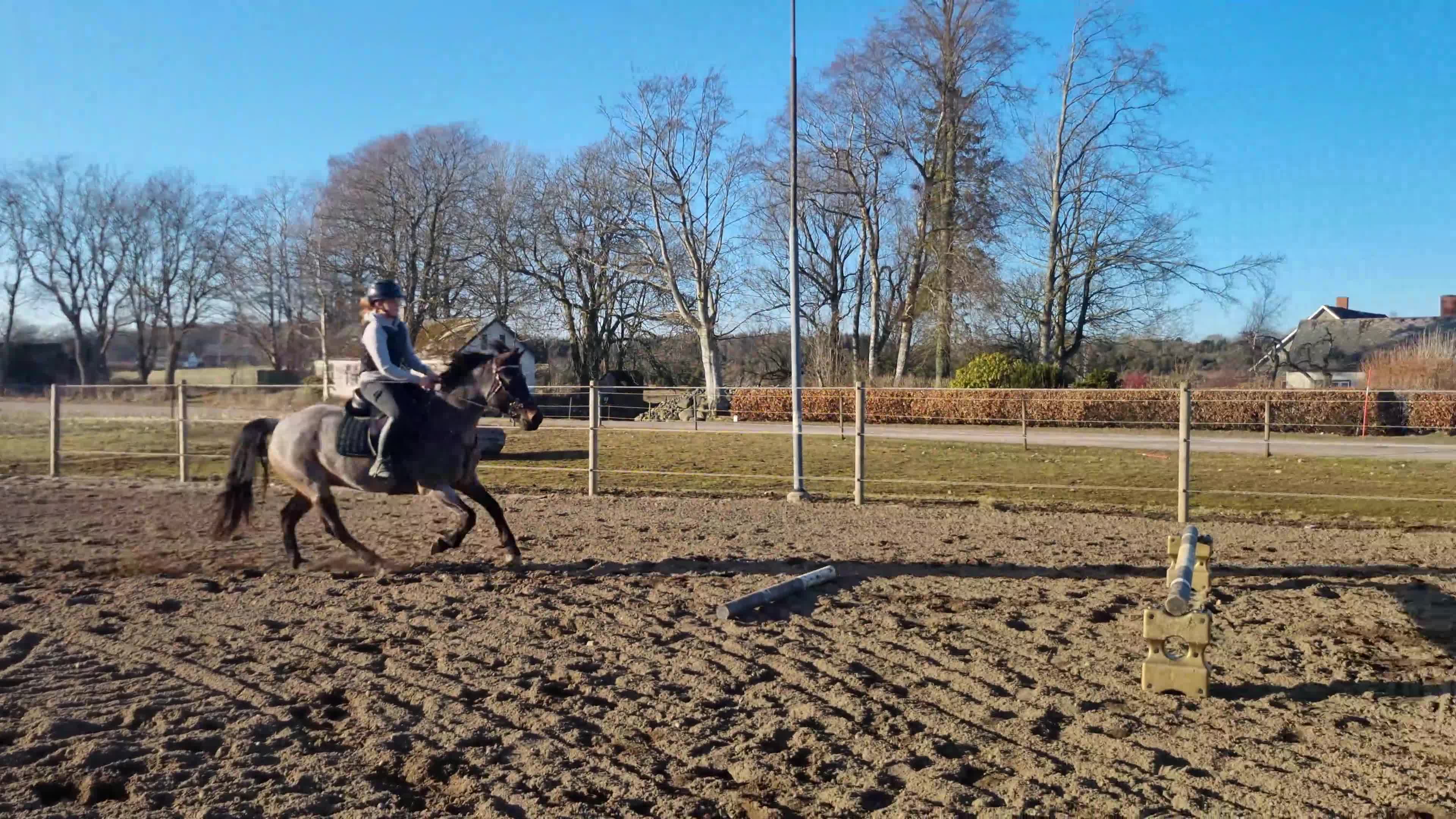 Allround hästar till salu: Någons bästa vän - Video 3