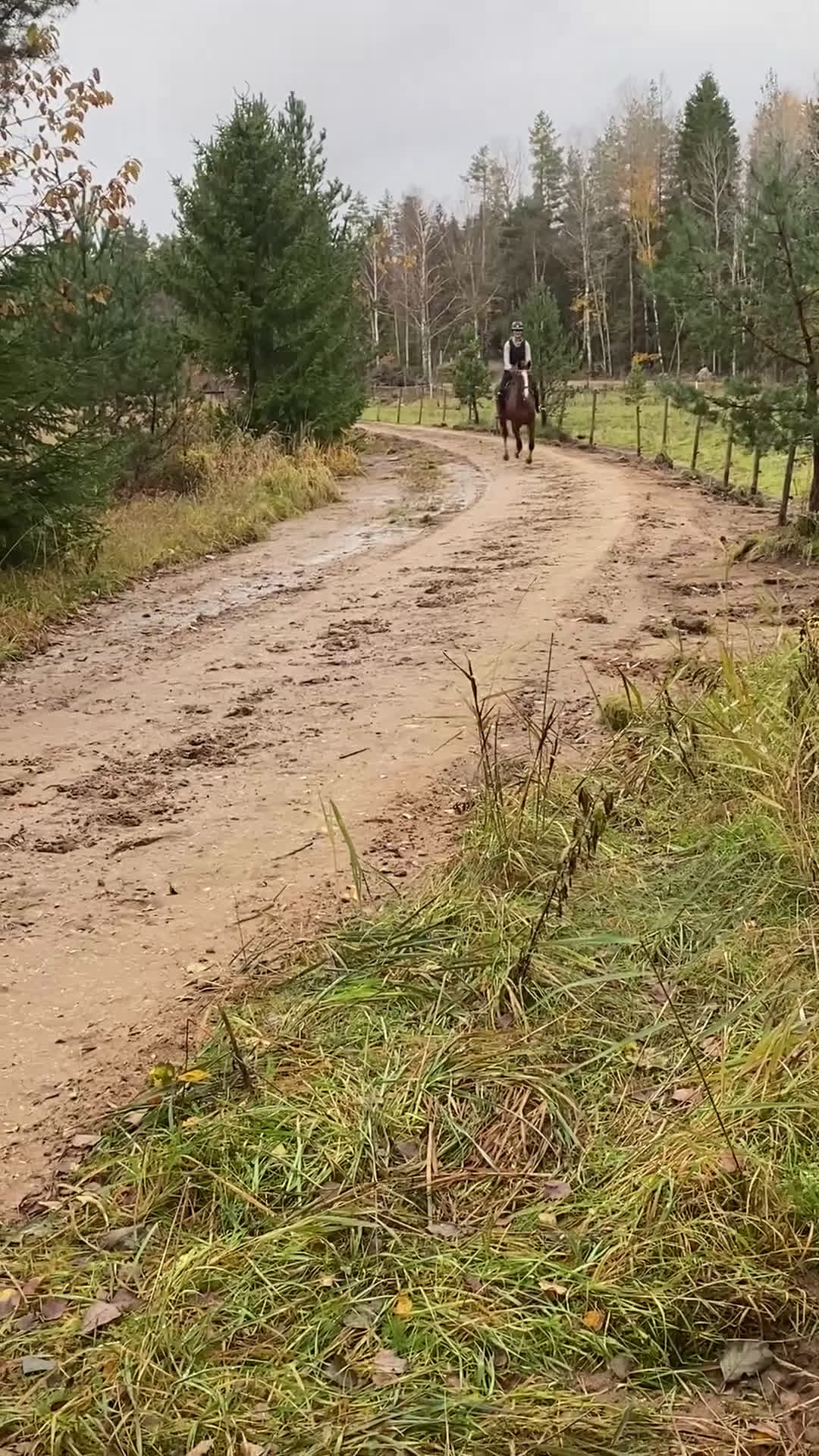  medryttarhäst finnes: Hoppryttare sökes till unghäst - Video 1