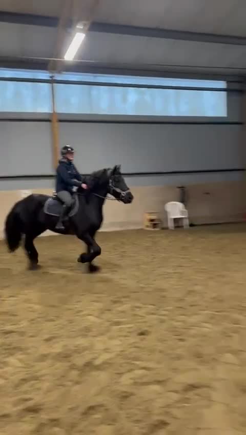 Allround hästar till salu: Svart pärla 🌟 - Video 3