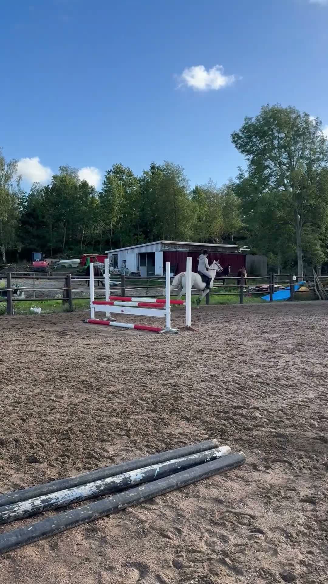 Hoppning hästar till salu: Söker du din framtida tävlingsponny? - Video 2