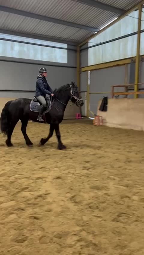 Allround hästar till salu: Svart pärla 🌟 - Video 2