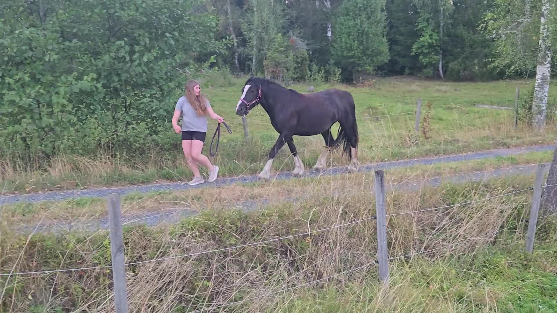 Allround hästar till salu: Vackert sto - Video 1