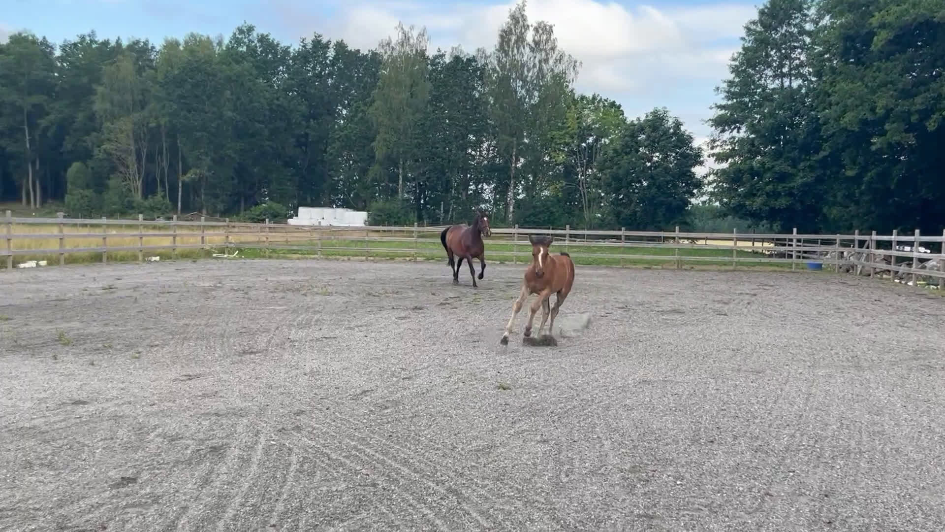 Hoppning hästar till salu: Tobago Z-Verdi-Cortez i Götene - Video 1