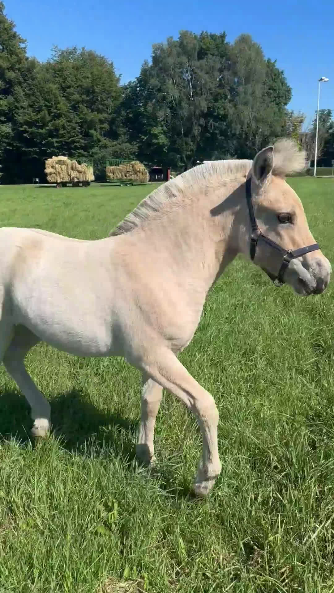 Allround hästar till salu: Stoföl med fin stam i Klippan - Video 3