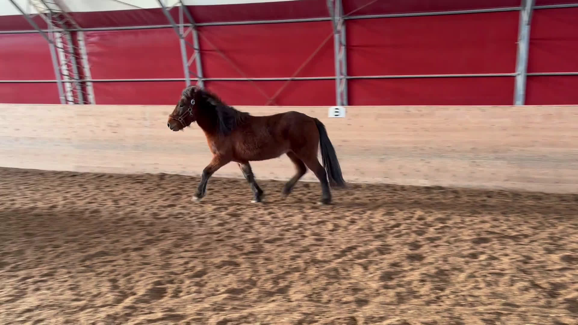 Island hästar till salu: Fint 3-årigt islandssto  - Video 2