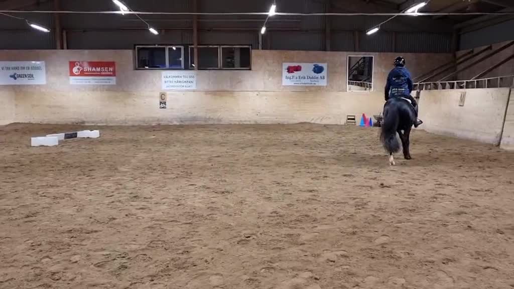 Sällskap hästar till salu: Häftig projekt eller sällskapsponny - Video 3