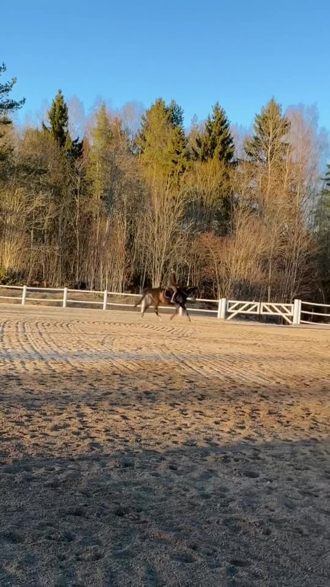Allround hästar till salu: Swb sto  - Video 1