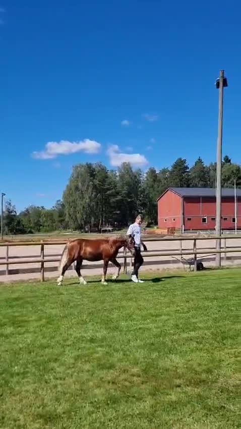 Allround hästar till salu: 🌟 Guldbelönad Welsh Cob  i Vingåker - Video 1
