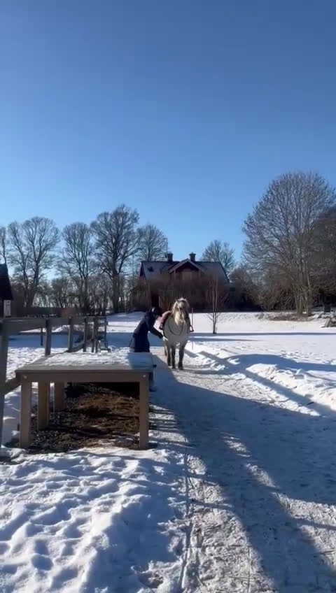 Allround hästar till salu: Fantastiska Mila söker sin bästa vän!  - Video 2