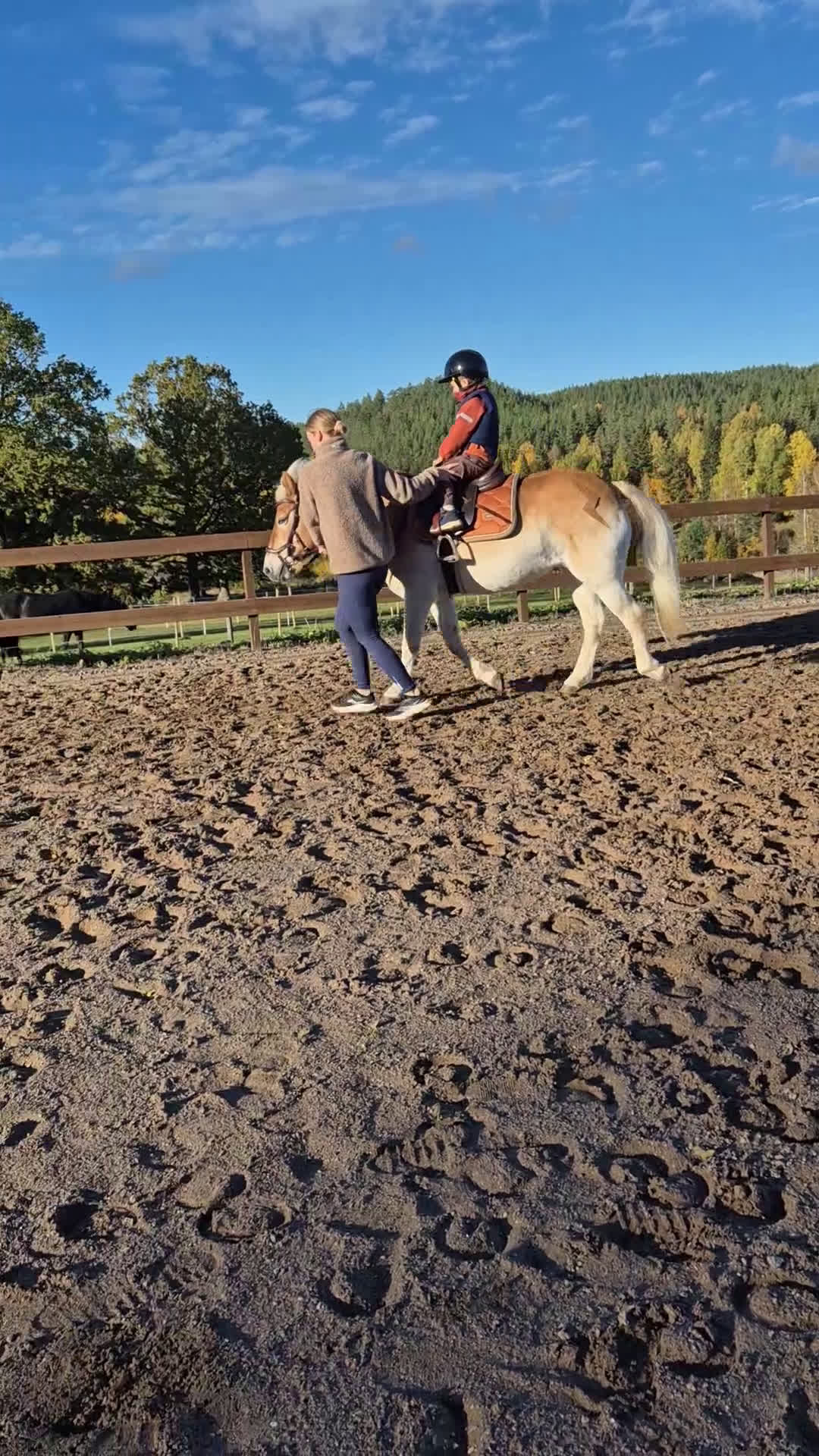 Allround hästar till salu: Guldponny söker ny liten ryttare i Kisa - Video 1