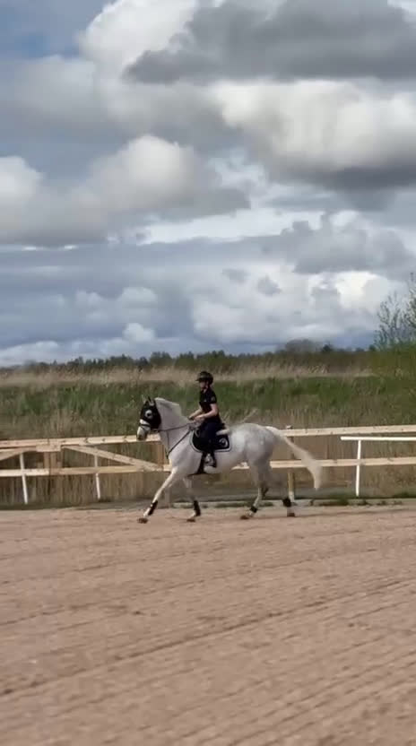 Allround hästar till salu: Fin Allroundhäst i Göteborg - Video 3