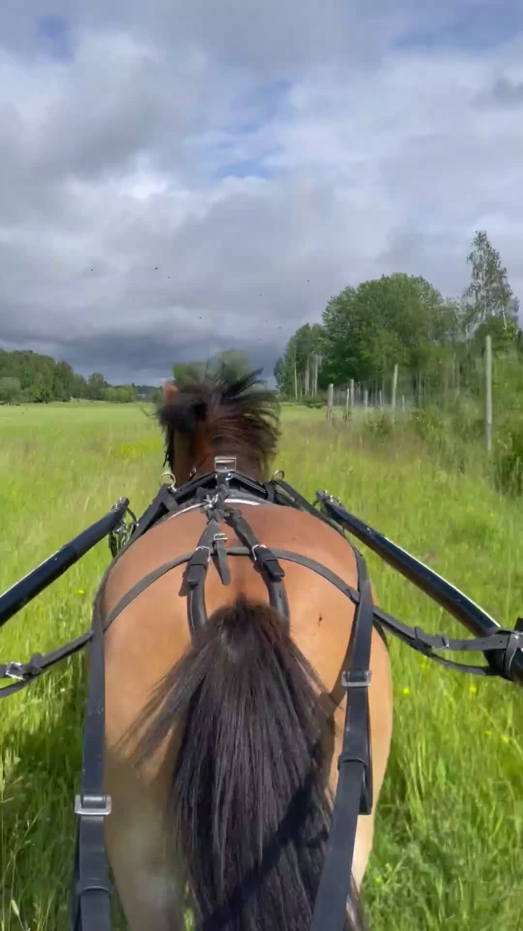 Allround hästar till salu: Kapabelt sto med klass  i Västerås - Video 1