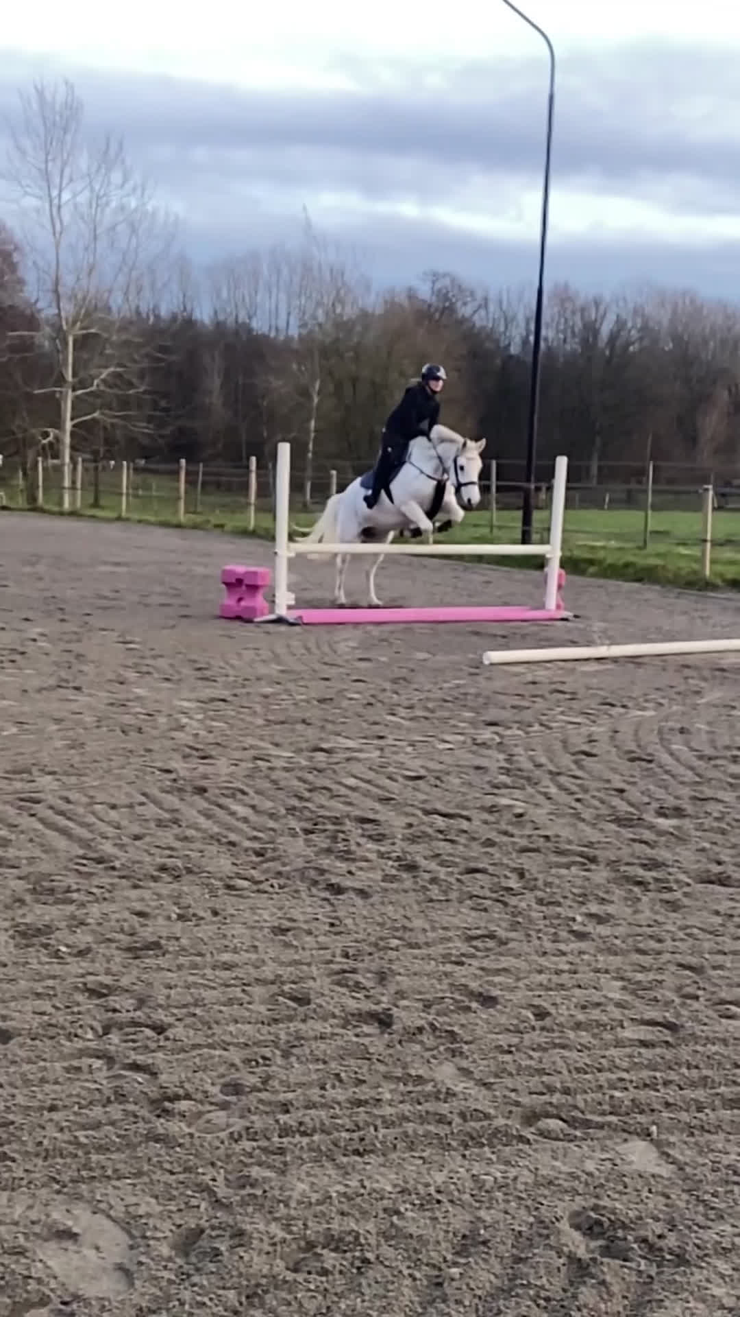 Allround hästar till salu: Fina ponnyer söker nya hem  - Video 2