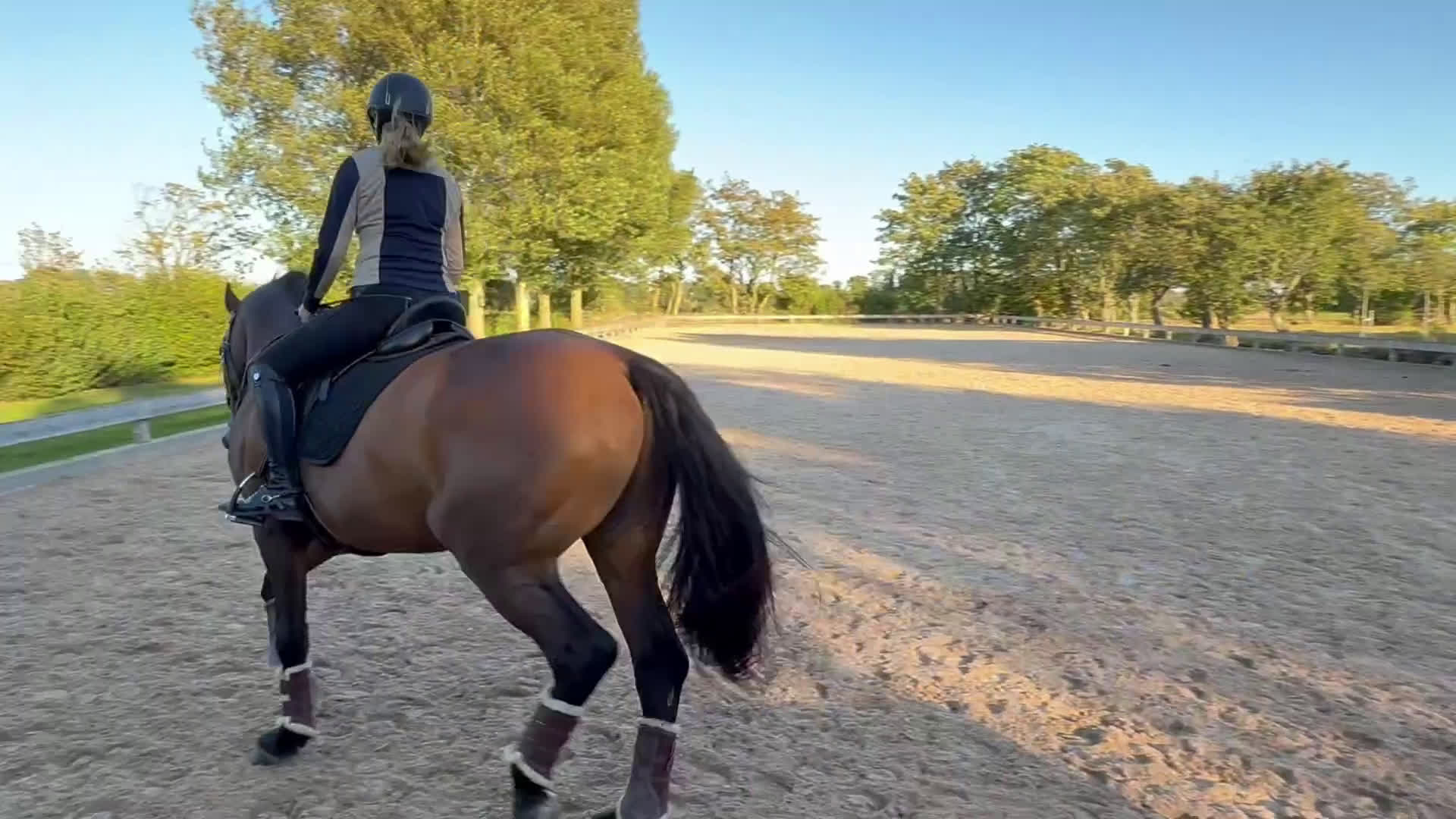 Dressyr hästar till salu: Mycket tävlingsvan och stabil valack i Sennan - Video 3