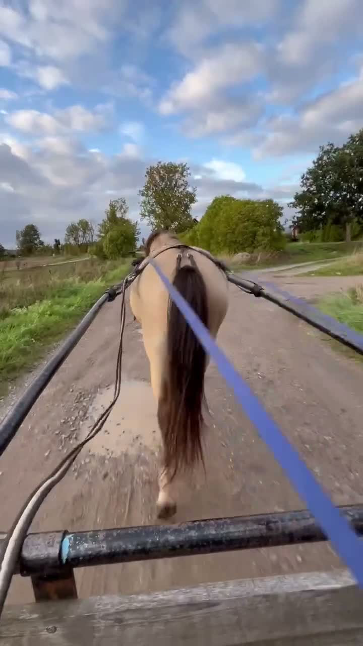 Trav hästar till salu: Blivande storstjärna - Video 4