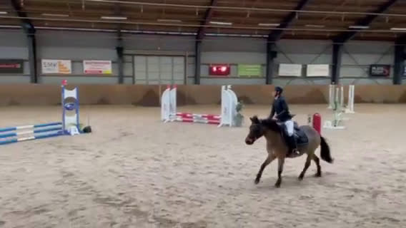 Allround hästar till salu: Snällt russto BVSA, ev byte - Video 1