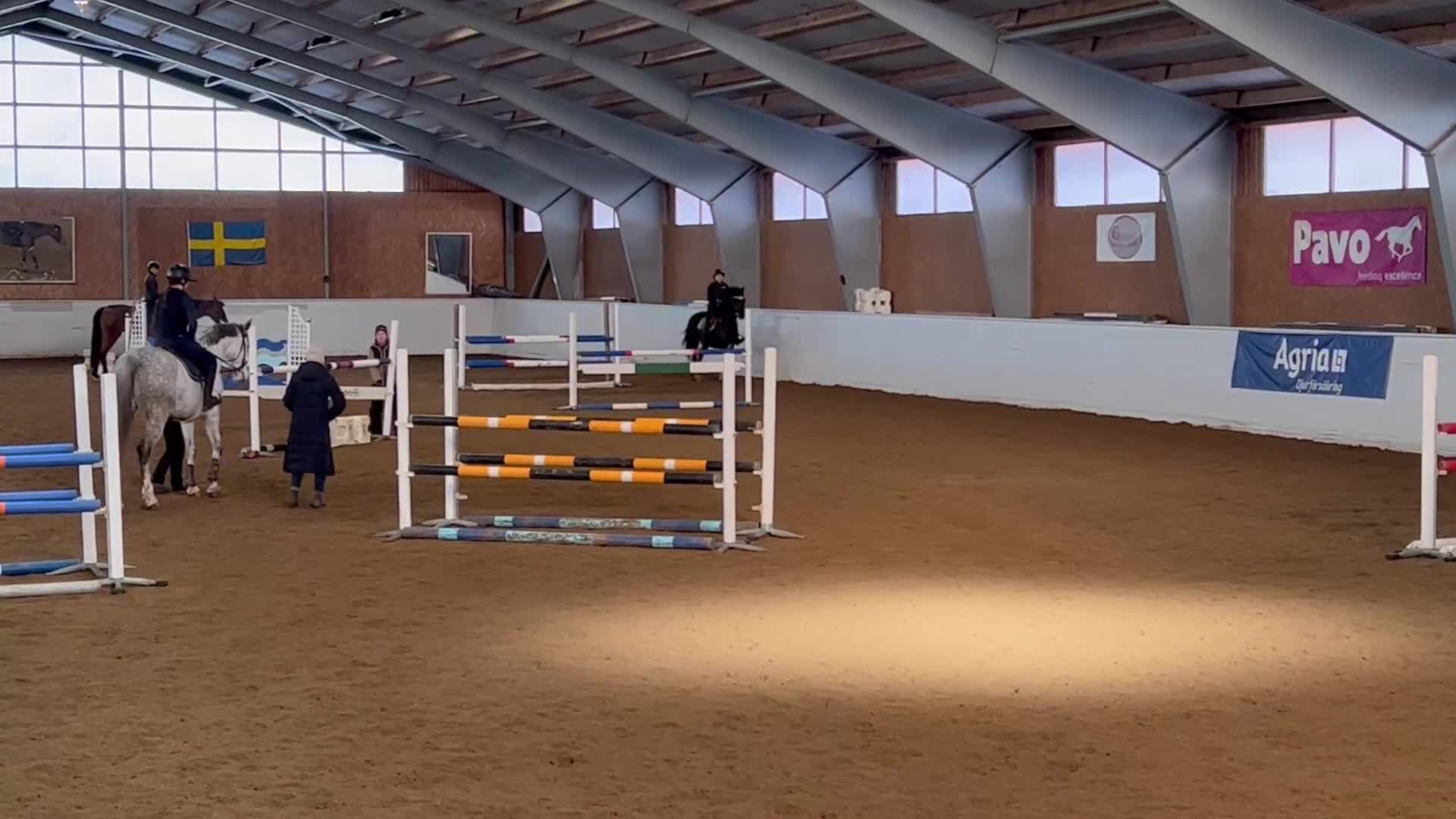 Hoppning hästar till salu: Unik häst med massa utvecklingspotential  i Köping - Video 2