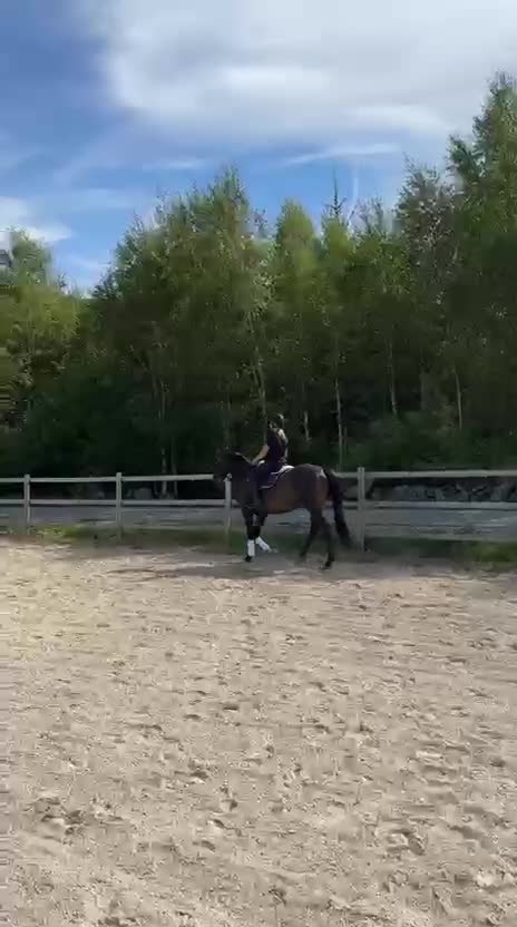 Allround hästar till salu: Mkt trevlig valack - Video 1