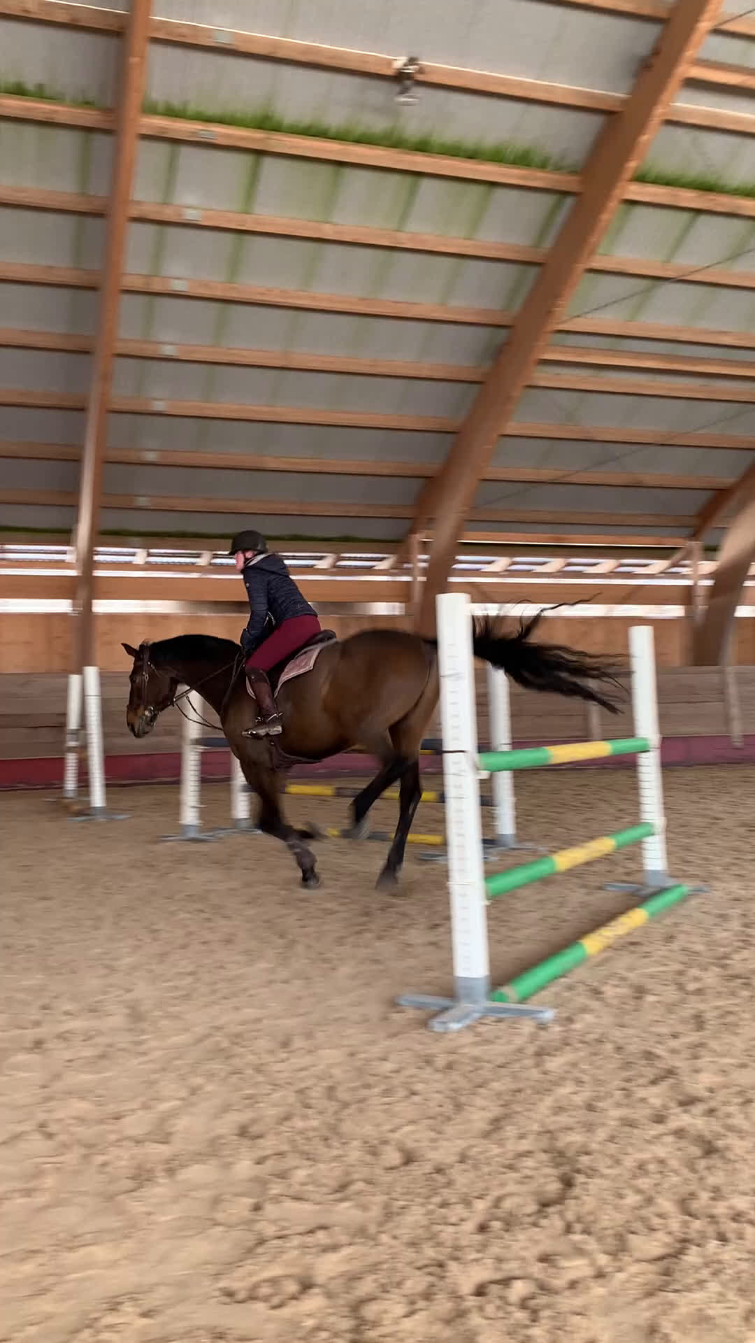 Hoppning hästar till salu: Fantastiskt snäll allroundhäst - Video 1