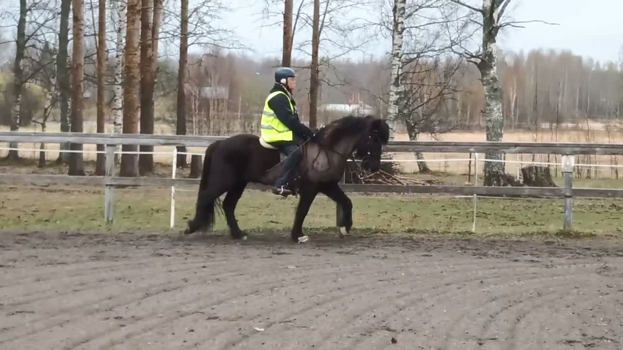Island hästar till salu: Utlånas på foder för senare köp. - Video 3
