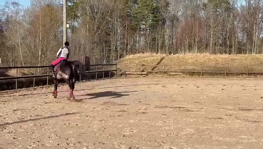Allround hästar till salu: Lyxig hobbyhäst med utstrålning - Video 1