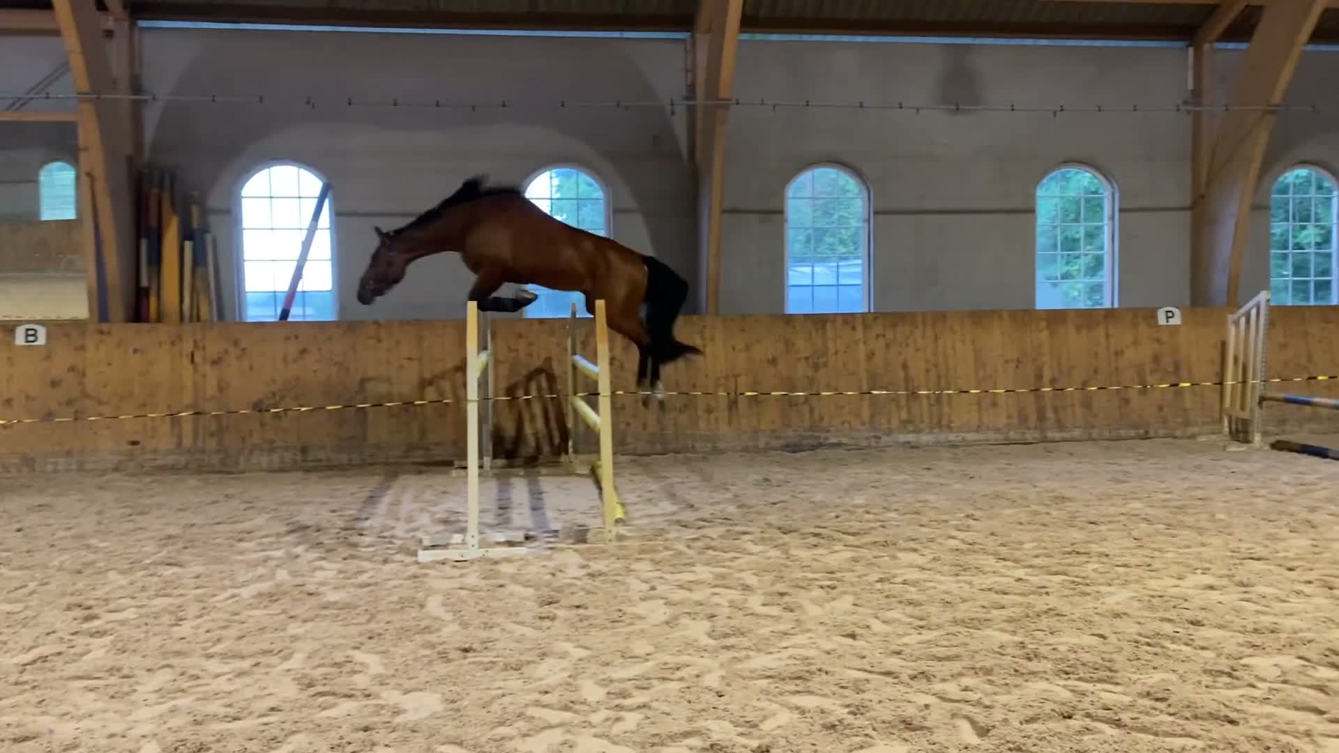 Hoppning hästar till salu: Storhoppande unghäst - Video 1