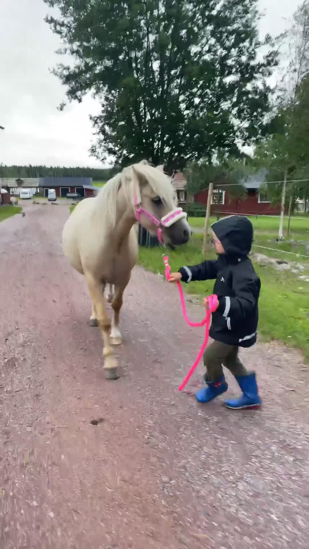 Allround hästar till salu: Söt Ponny  i Orsa - Video 4