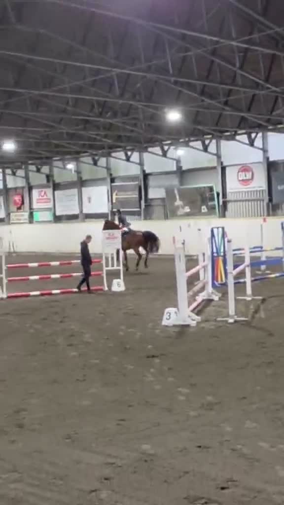 Hoppning hästar till salu: 6årig valack - Video 1