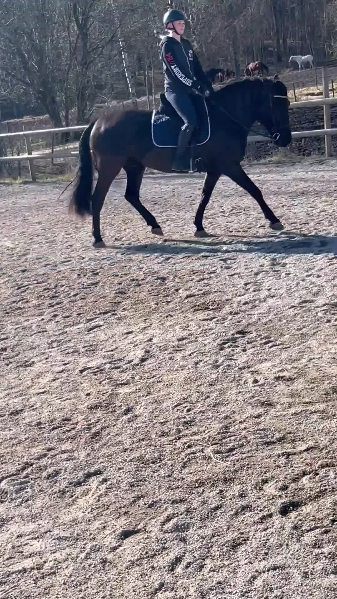 Allround hästar till salu: Trygg och trevlig allroundhäst söker nytt hem - Video 2