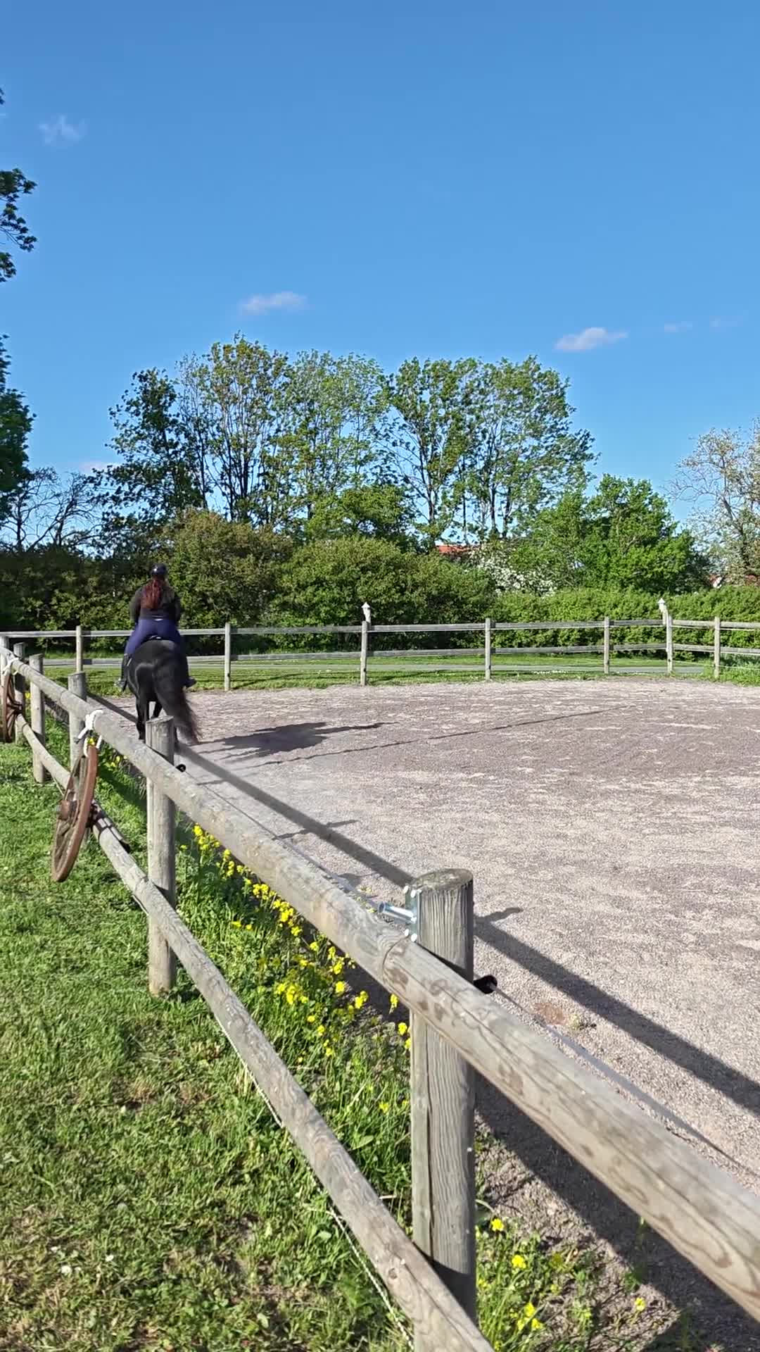 Allround hästar till salu: Vår "Black Beauty" - Tora - Video 1