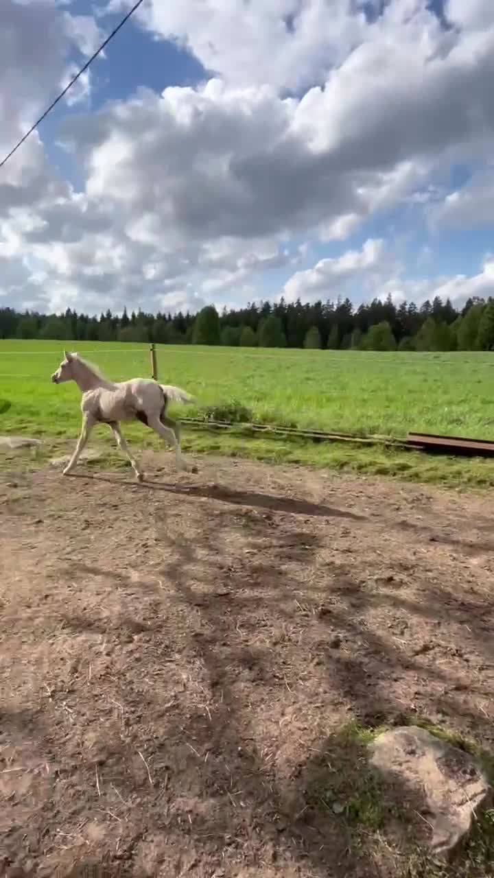 Allround hästar till salu: Vackert stoföl med utstrålning - Video 1