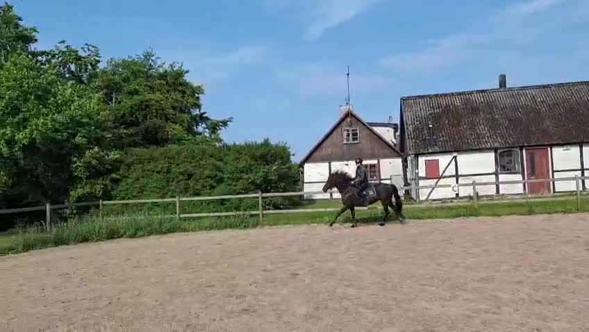 Allround hästar till salu: Trevlig allroundponny  - Video 2