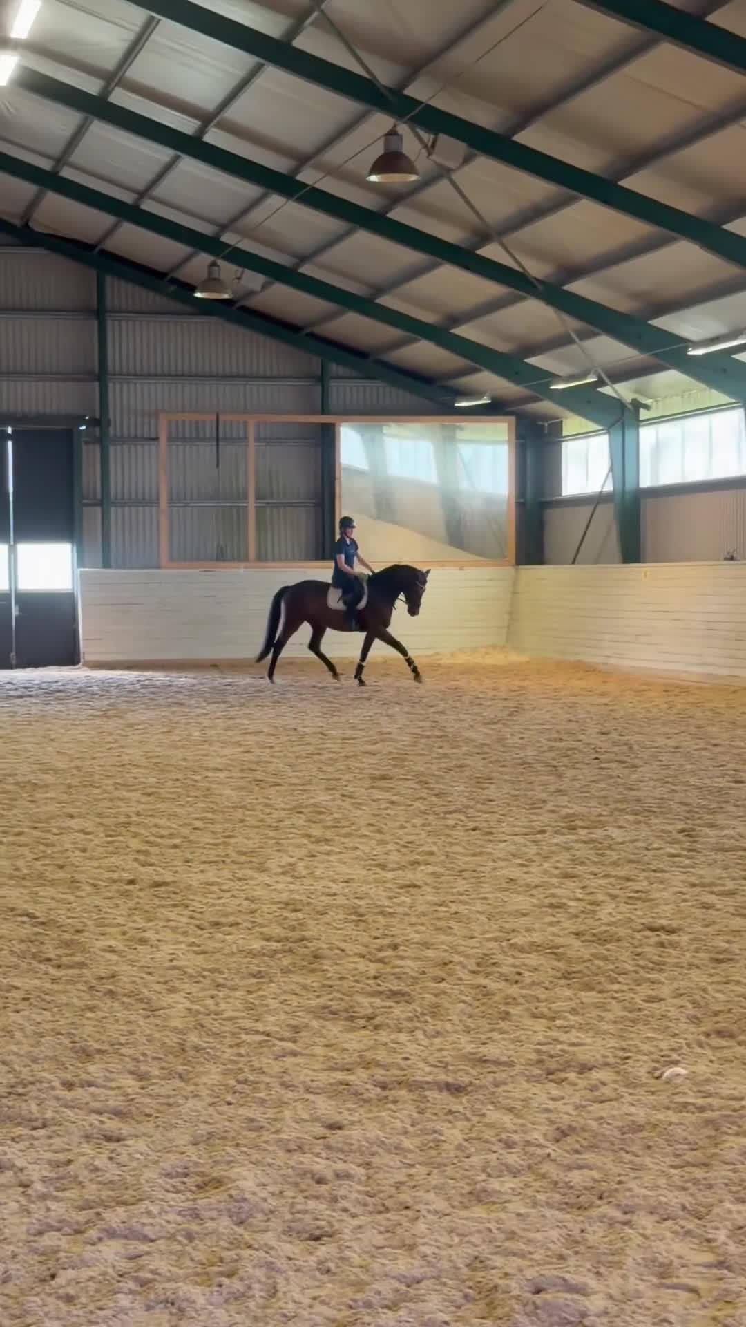 Dressyr hästar till salu: Ung talang med fin ridbarhet - Video 1