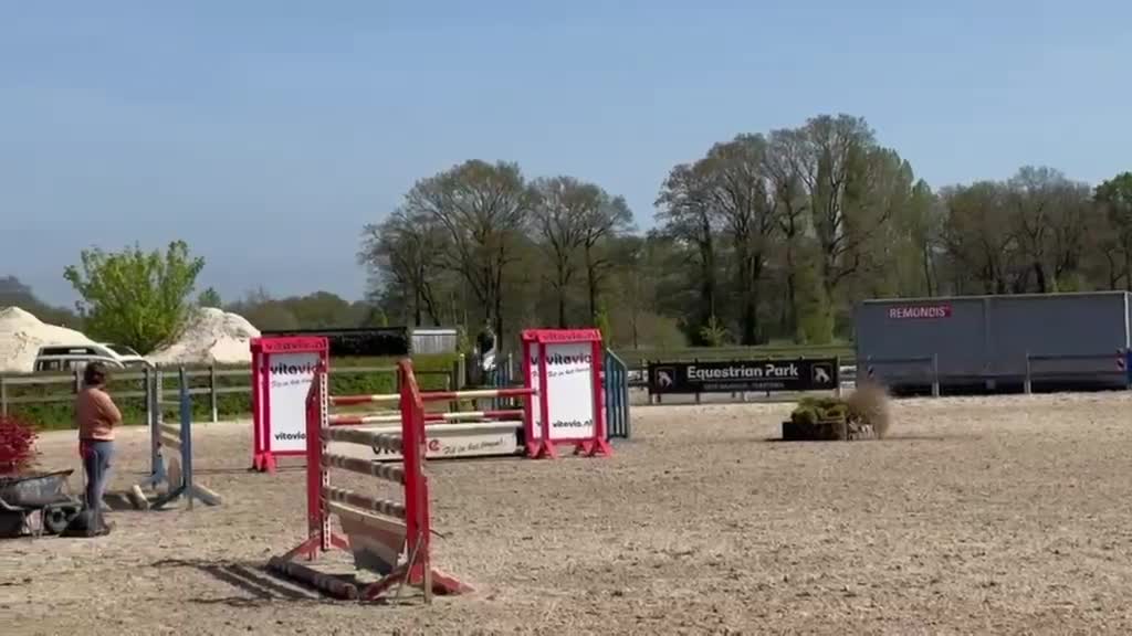 Hoppning hästar till salu: 9 års val ev byte - Video 3