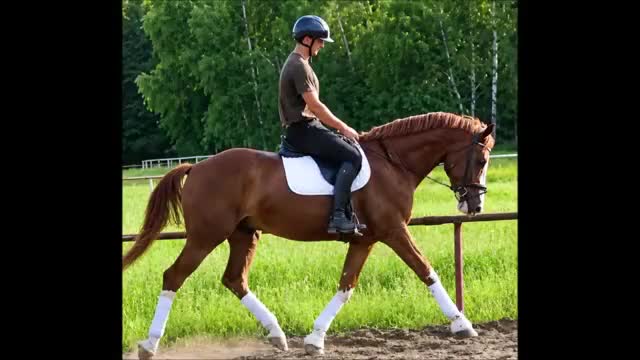 Allround hästar till salu: Top coloured dressage & driving Champion - Video 1