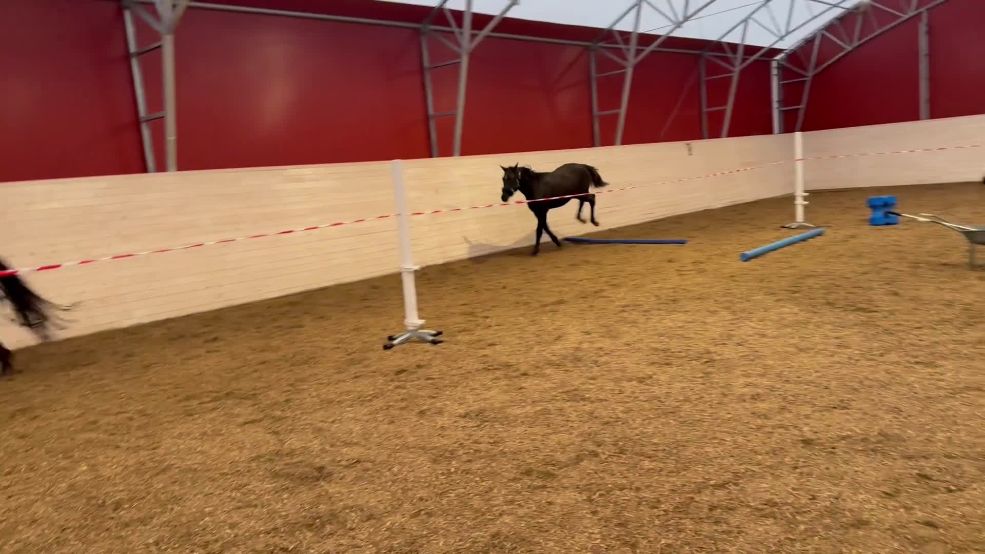 Dressyr hästar till salu: Tillfälle! Elegant skyline avkomma till bra pris - Video 3