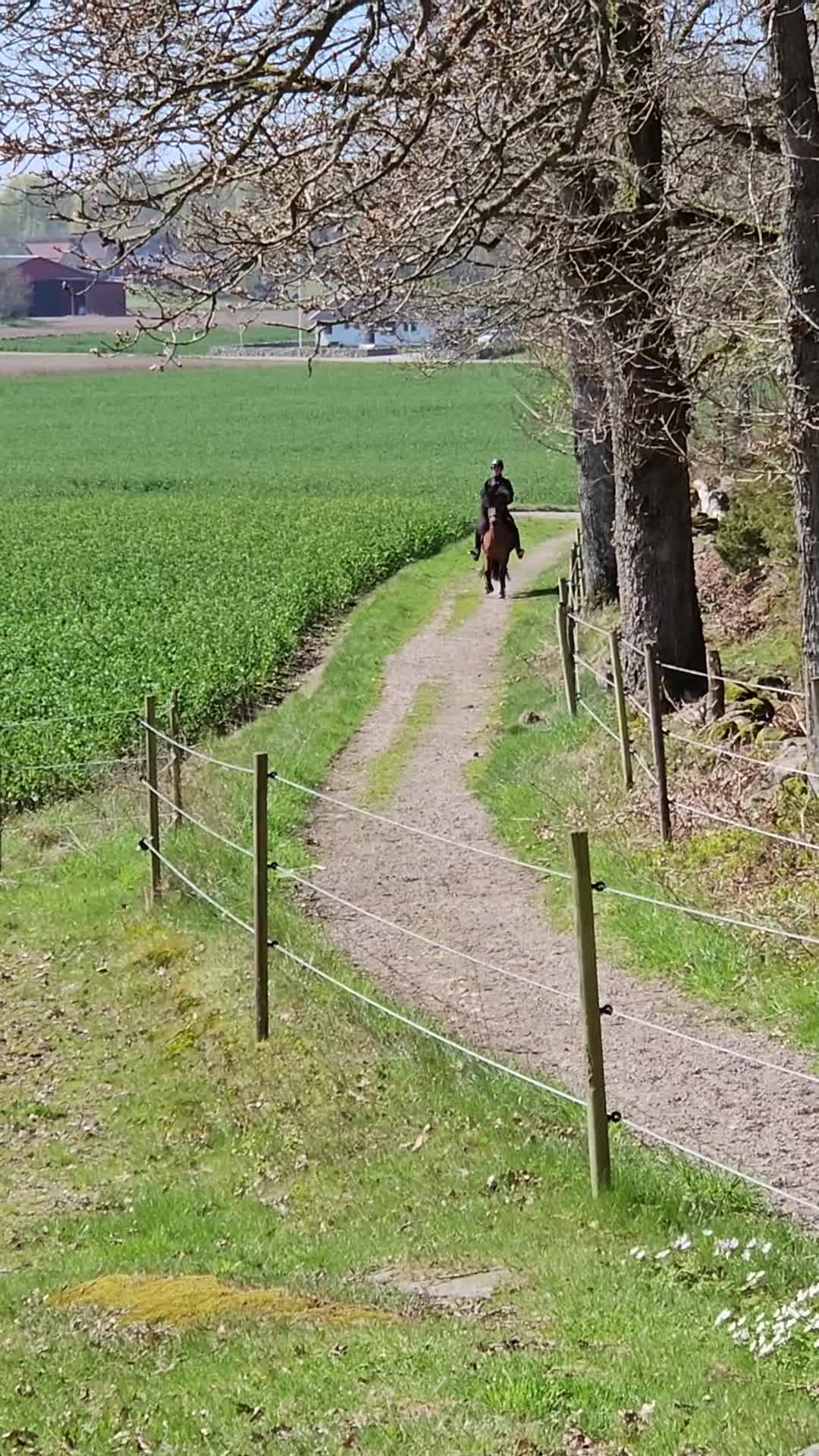 Island hästar till salu: Charmig islandshäst  i Heberg - Video 4