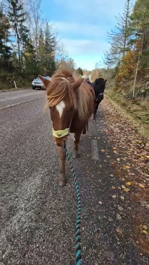 Island hästar till salu: Fantastisk fin unghäst! *reserverad*  - Video 2