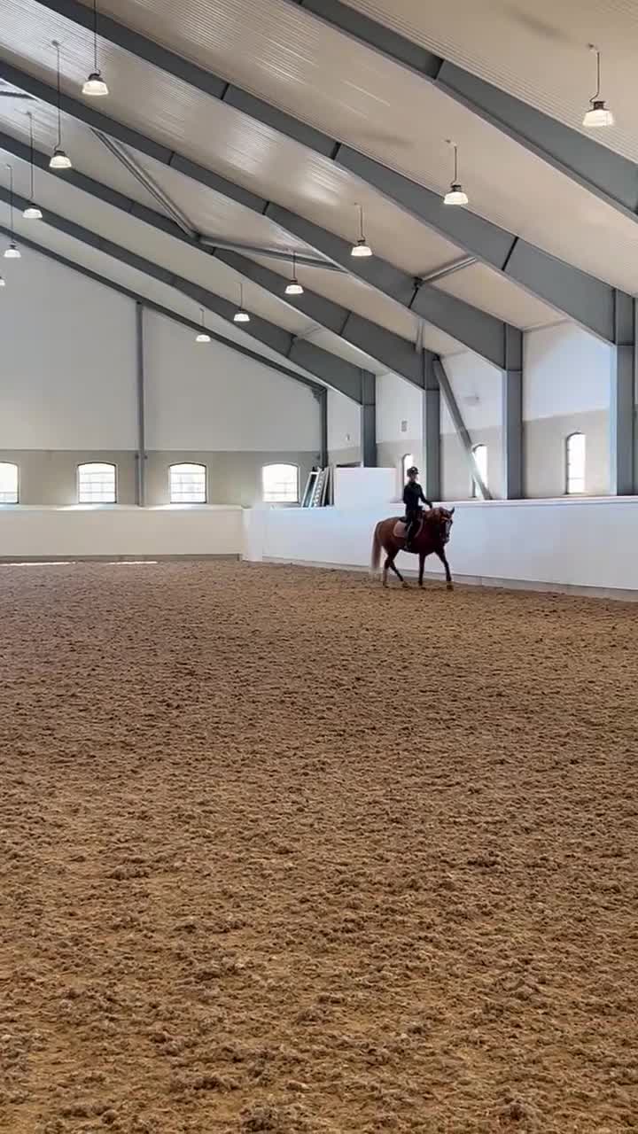 Dressyr hästar till salu: Fantastisk c-ponny med stor charm - Video 3
