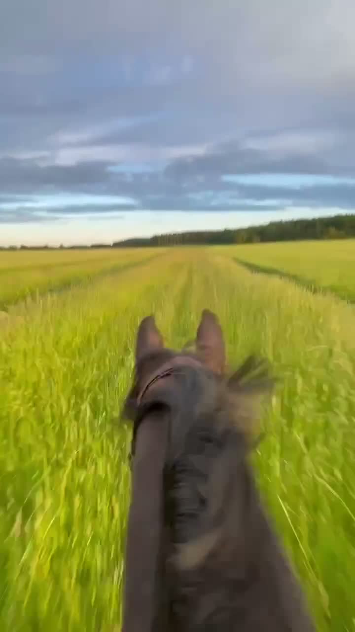 Allround hästar till salu: Lyxig Hobbyhäst! - Video 2