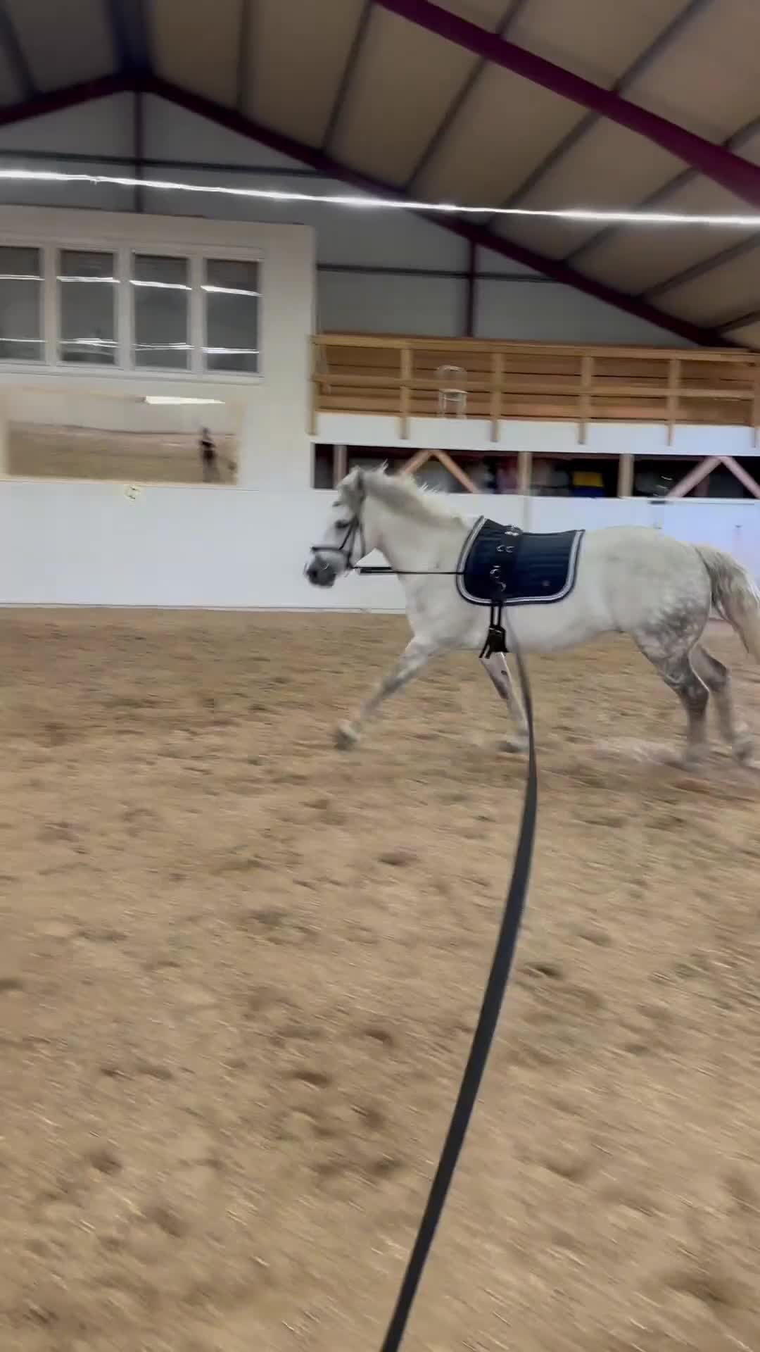Hoppning hästar till salu: Snäll & okomplicerad ponny⭐️ - Video 2