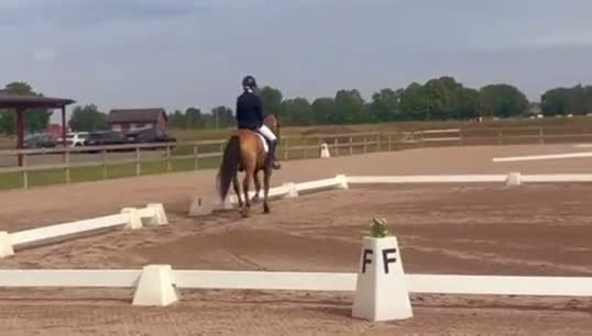 Dressyr hästar till salu: Topponny oavsett disciplin i Åhus - Video 4