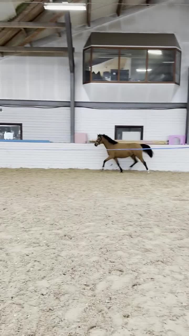 Hoppning hästar till salu: * INTRESSEKOLL * - Video 1