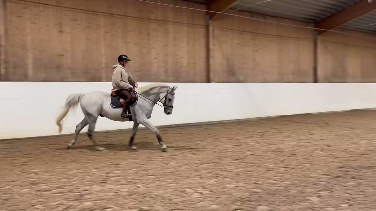 Allround hästar till salu: Bästa vännen Freddie  - Video 1