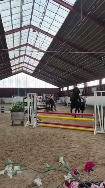 Allround hästar till salu: Sportponny för samtliga discipliner 🐴  - Video 1