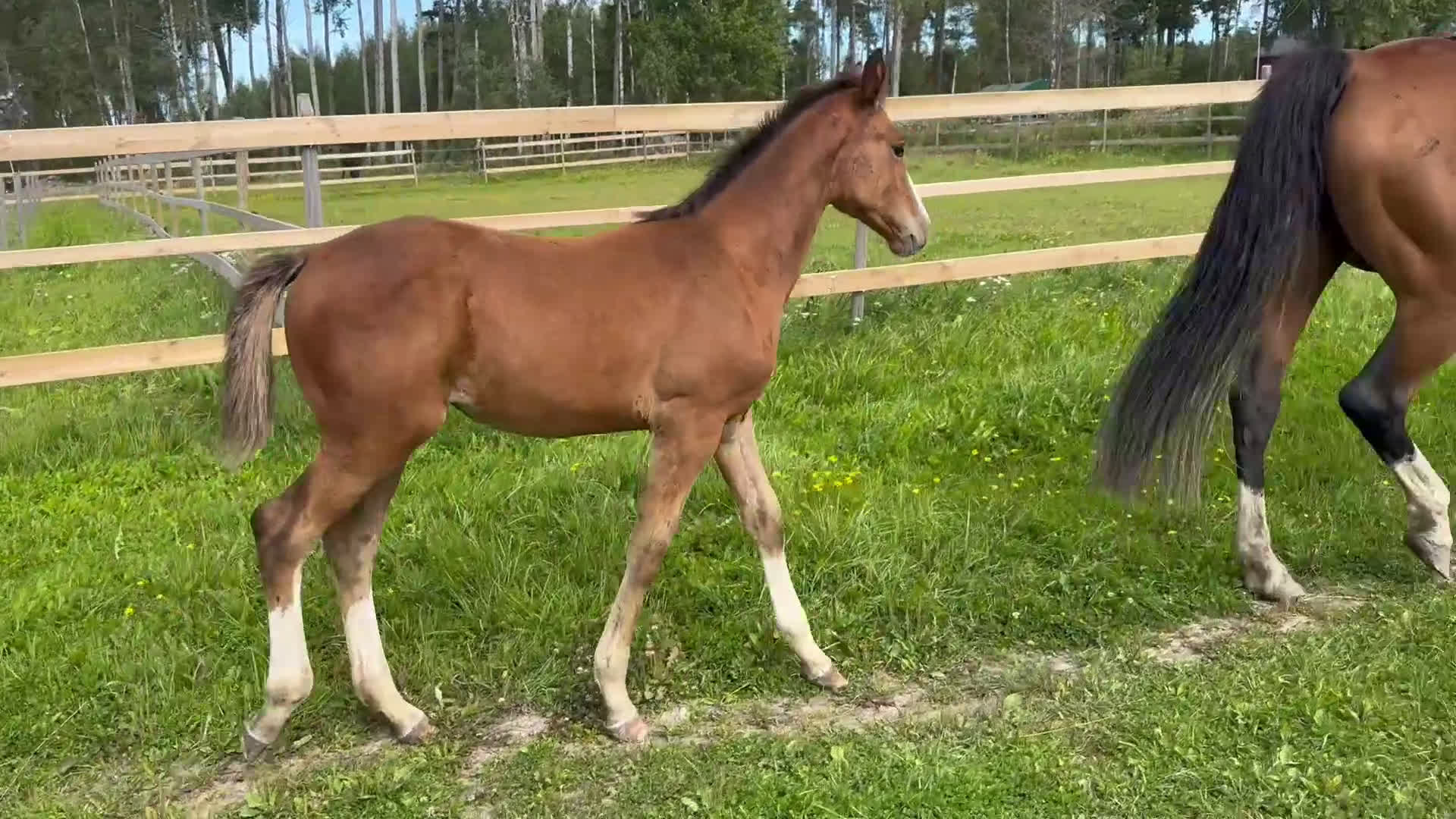 Hoppning hästar till salu: Unikt stoföl! i Örebro - Video 1