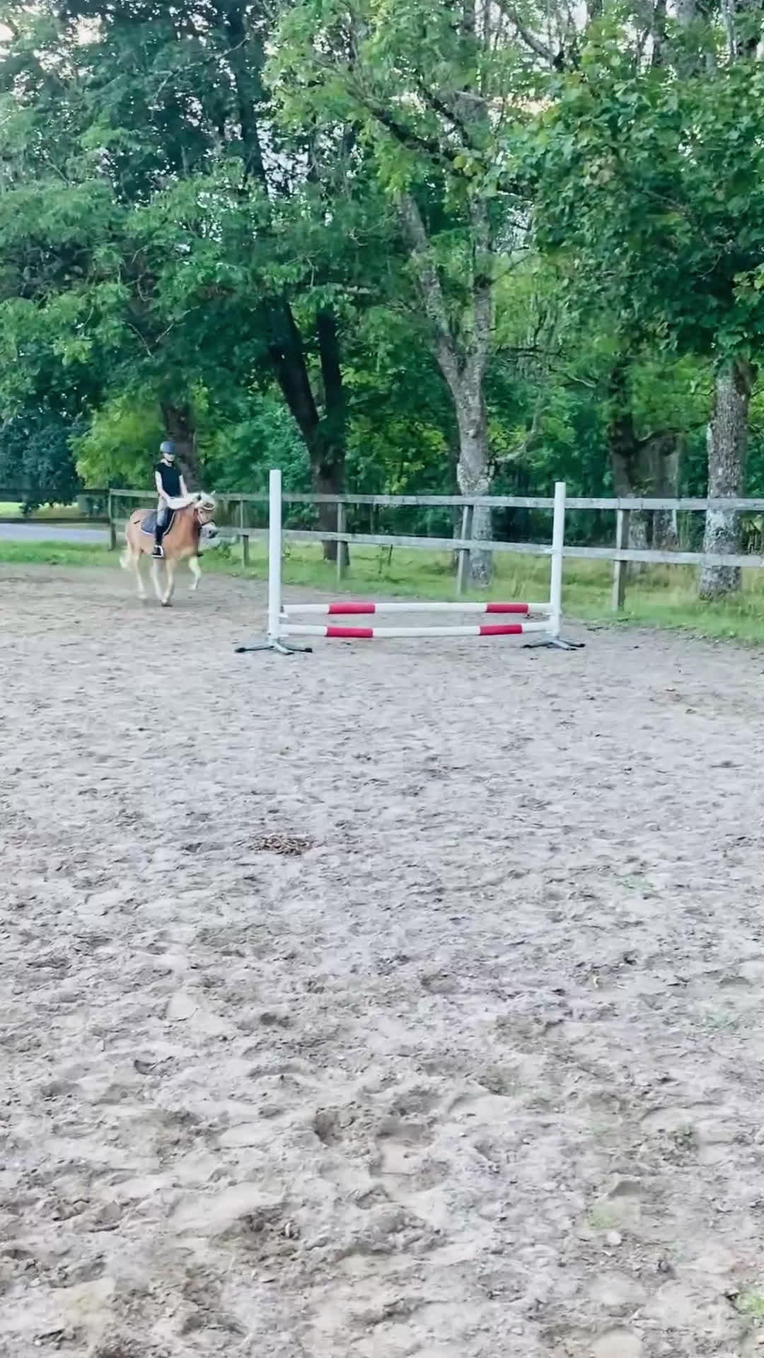 Allround hästar till salu: Din nya bästa vän  i Bottnaryd - Video 3