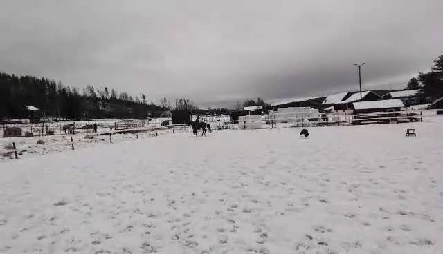 Allround hästar till salu: Trevlig allroundhäst/ridgymnasium? i Bjästa - Video 1